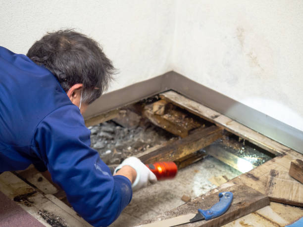 Mold Removal and Inspection in Apple Valley, UT