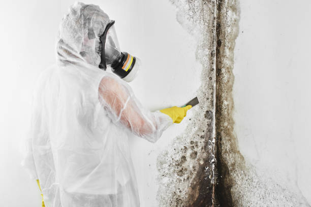 Best Crawl Space Mold Removal  in Apple Valley, UT