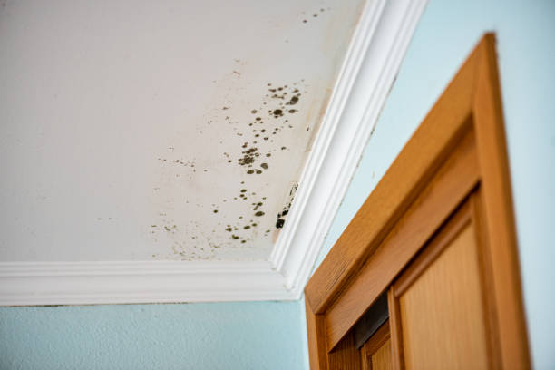 Best Professional Mold Removal  in Apple Valley, UT