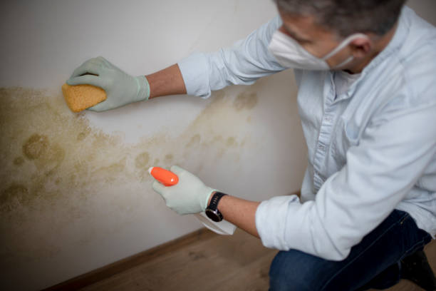 Best Toxic Mold Removal  in Apple Valley, UT