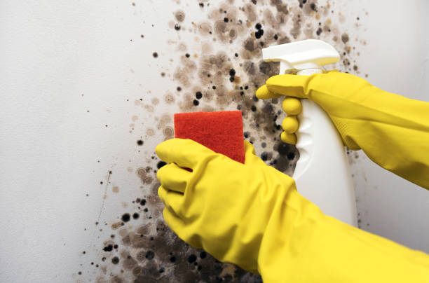 Best Mold Remediation  in Apple Valley, UT