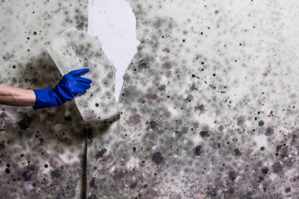 Best Black Mold Removal  in Apple Valley, UT